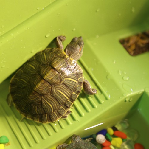 乌龟缸 带晒台 透明龟箱 巴西龟 养草龟专用盆乌龟盒养殖龟缸龟盆