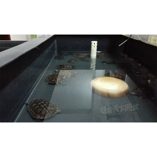 龟苗保温箱1米x2米（可定制）