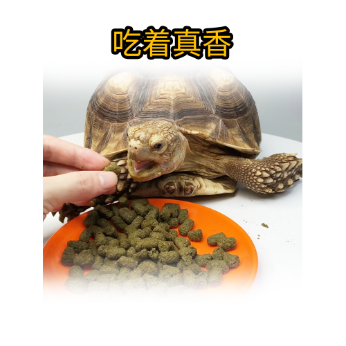 陆龟粮 苏卡达龟粮 红腿龟粮 豹纹龟粮 缅甸陆龟粮 辐射龟粮 星龟粮