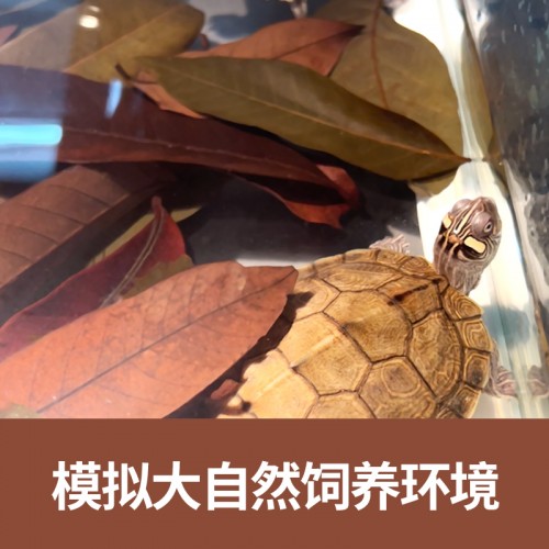 免煮养龟龙眼叶 50片叶子/包